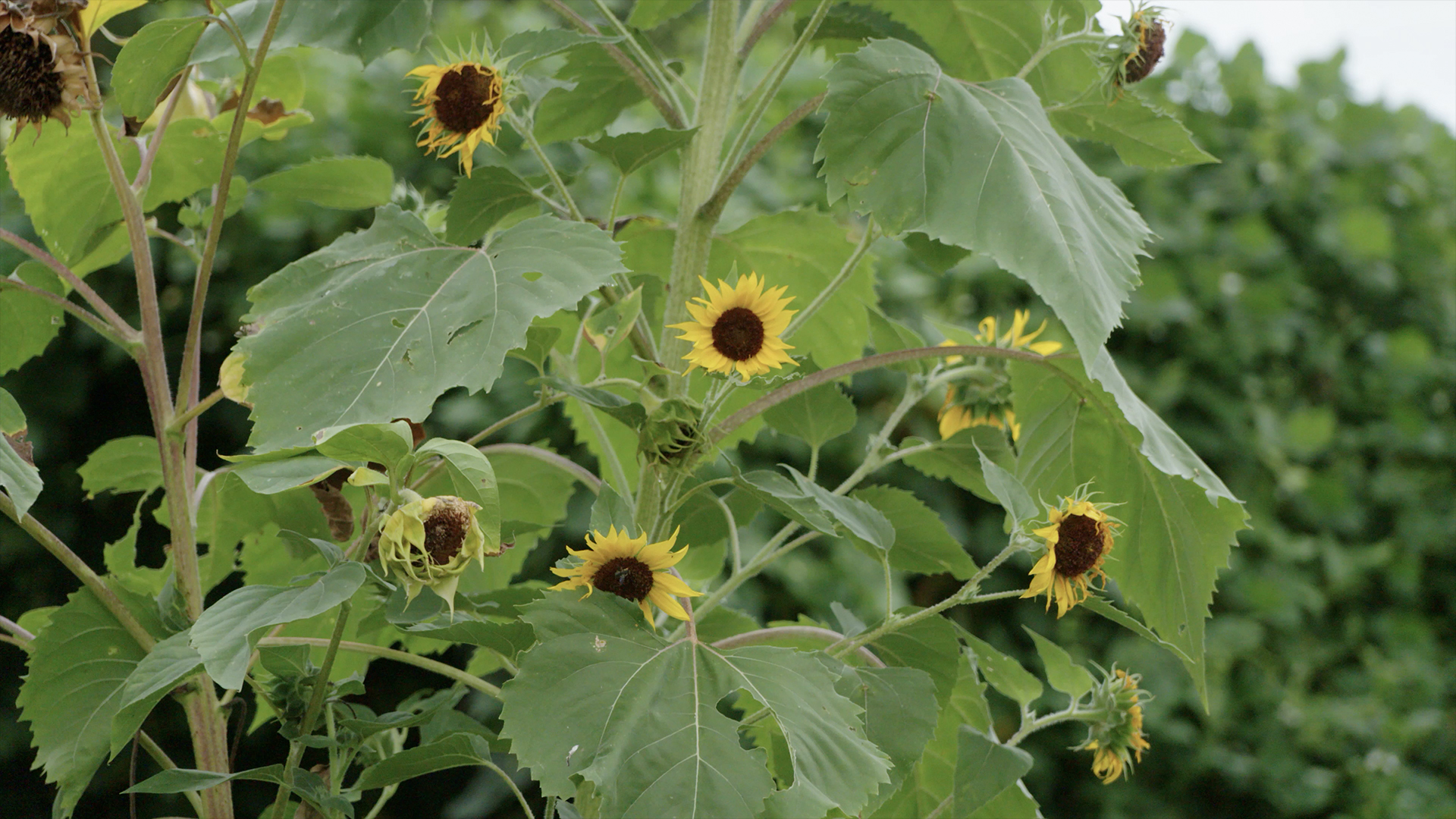 Selah Community Garden Every Day Grace TV